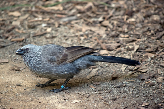 apostile bird also known as the grey jumper, lousy jack or cwa bird