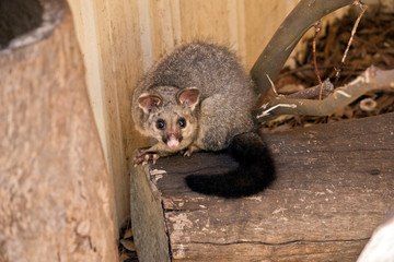 Common brushtail possum