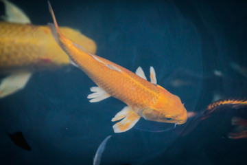 Fancy carp swimming in a pond. Fancy Carps Fish or Koi Swim in Pond, Movement of Swimming and Space.
