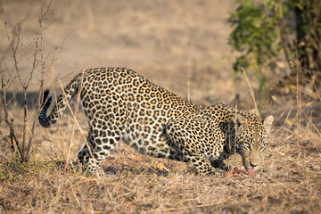Big male leopard crouching down