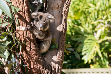 A joey Australian koala