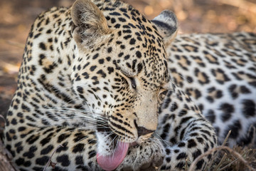 Stunning looking male leopard grooming.