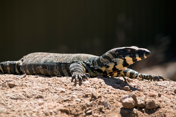 lace monitor or lace goanna