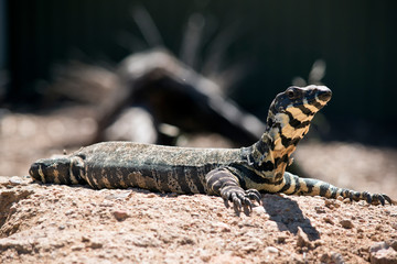 lace monitor or lace goanna