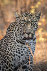 Portrait of gorgeous male leopard
