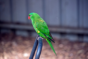 scaly breasted lorikeets