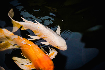 Fancy carp swimming in a pond. Fancy Carps Fish or Koi Swim in Pond, Movement of Swimming and Space.