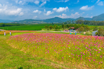 Landscape Flower Cosmos in ChiangRai Thai Land