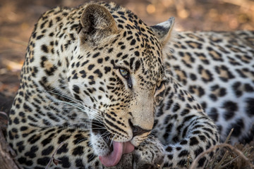 Stunning looking male leopard grooming himself.