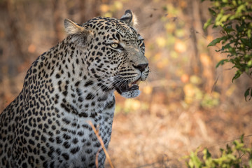 Beautiful male leopard scouting for prey.