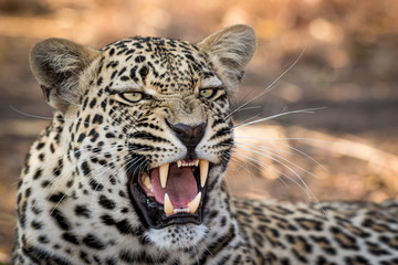 Stunning looking male leopard yawning.