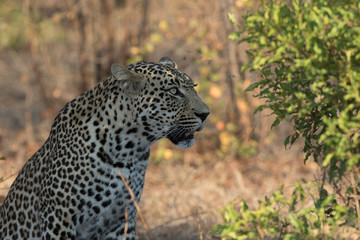 Gorgeous male leopard in beautiful light.