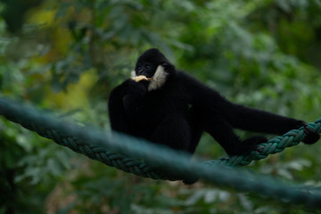 Gibbon