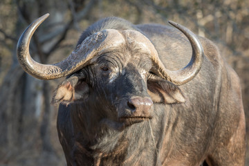Trophy Cape buffalo bull staring away from viewer.
