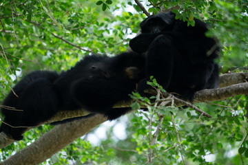 Gibbon