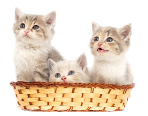 Three kittens in a basket on a white background
