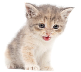 Portrait of a kitten on a white background