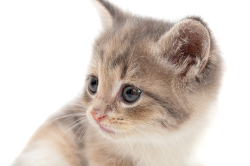 Portrait of a kitten on a white background