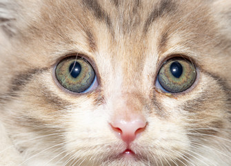 Portrait of a little kitten