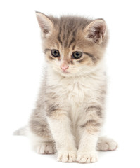 Obraz premium Portrait of a kitten on a white background