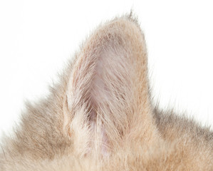 Obraz premium Little kitten's ear isolated on white background