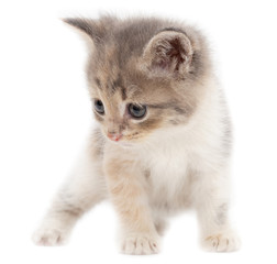 Obraz premium Portrait of a kitten on a white background