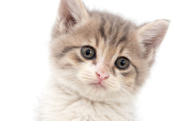 Portrait of a kitten on a white background