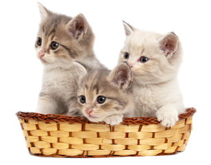 Fototapeta na wymiar Three kittens in a basket on a white background