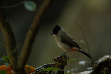 Bird up on tree