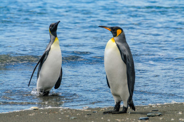 Impression of the wild abundance of King Penguins at Salisbury Plains, South Georgia.