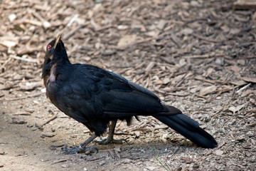 white winged chough