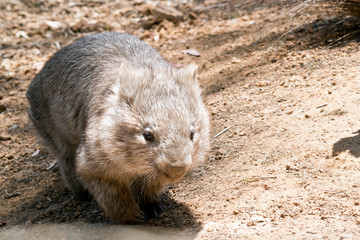 young common wombat