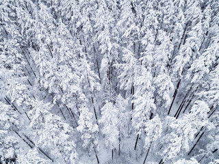 Fototapeta na wymiar Aerial view of a winter snow-covered pine forest. Winter forest texture. Aerial view. Aerial drone view of a winter landscape. Snow covered forest. Aerial photography