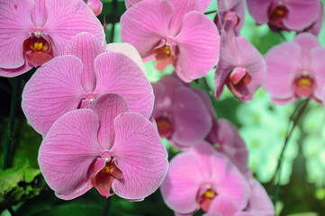 Fototapeta na wymiar Orchid flowers blooming in the garden