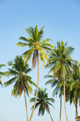 Coconut palm trees ( Arecaceae or Cocos nucifera ) in early morning light against a clear blue sky