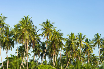Naklejka na ściany i meble Coconut palm trees ( Arecaceae or Cocos nucifera ) in early morning light against a clear blue sky