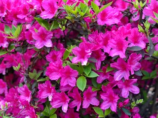 Azaleas