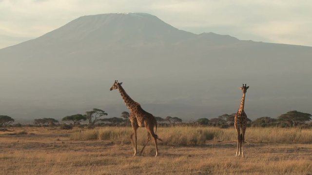 he tallest animal in the world standing next to the tallest mountain in the world.mov