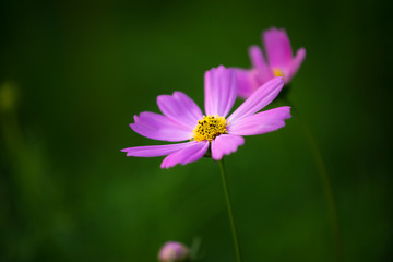 Obraz premium Pink cosmos flower 