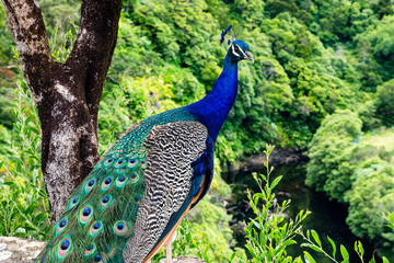 Naklejka premium Azores