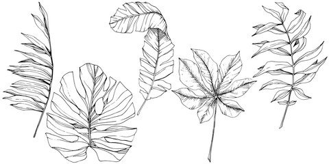 Exotic tropical hawaiian summer. Black and white engraved ink art. Isolated leaf illustration element.