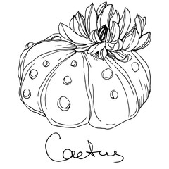 Vector Cacti floral botanical flower. Black and white engraved ink art. Isolated cacti illustration element.