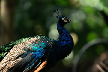 Peacock