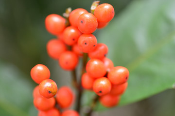 coral bush