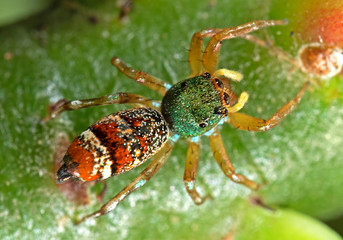 Macro Photo of Colorful Jumping Spider on Trunk of Little Plant