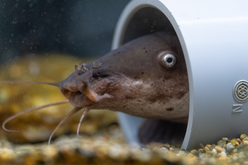 デンキナマズ Electric catfish