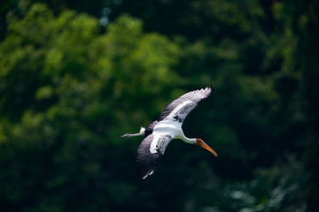 Obraz premium Bird flying 