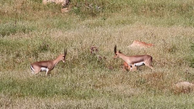 Israeli Mountain gazelle fighting Beautiful shot of Israeli Mountain gazelle juveniles fighting