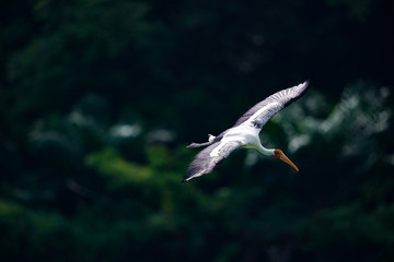 Bird flying 