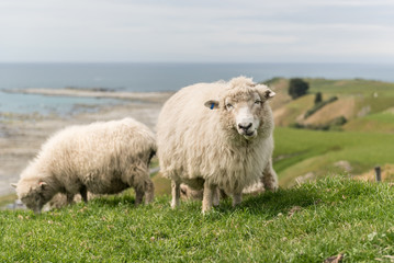 Fototapeta premium Sheep with full fleeces grazing on lush, green pasture on the Kaikoura Peninsula, New Zealand.